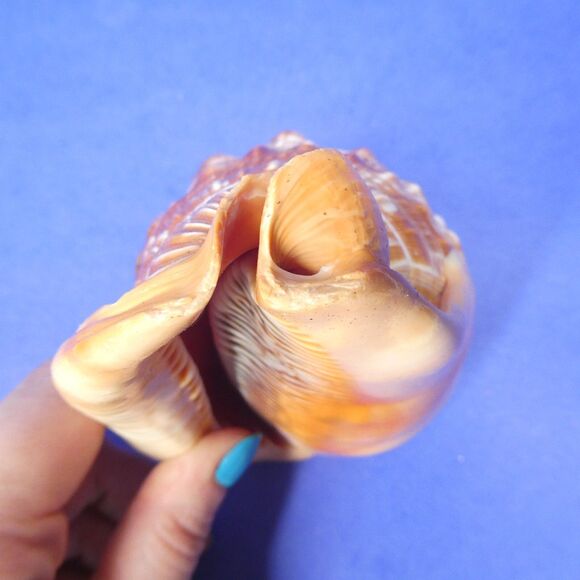 Cassis Cypraecassis Rufa African Bullmouth Helmet Conch Shell Seashell 4" 269g - Picture 9 of 11
